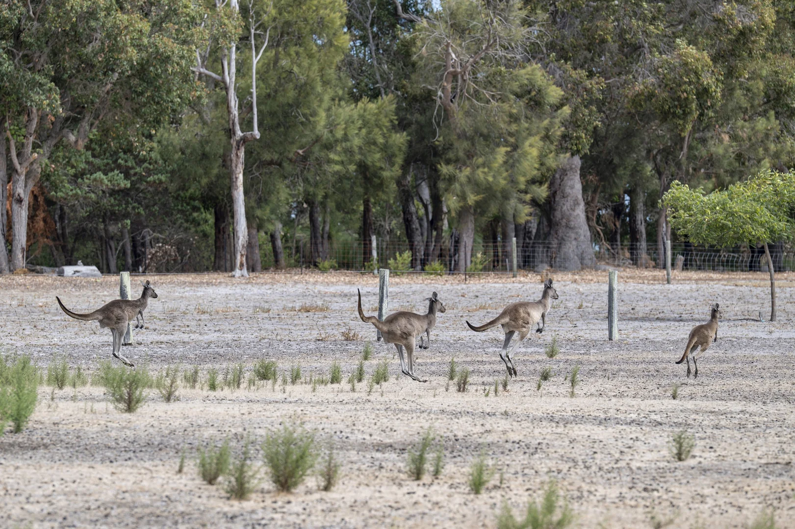 Additional image 23 of 114 Sonning Loop, Yallingup WA 6282