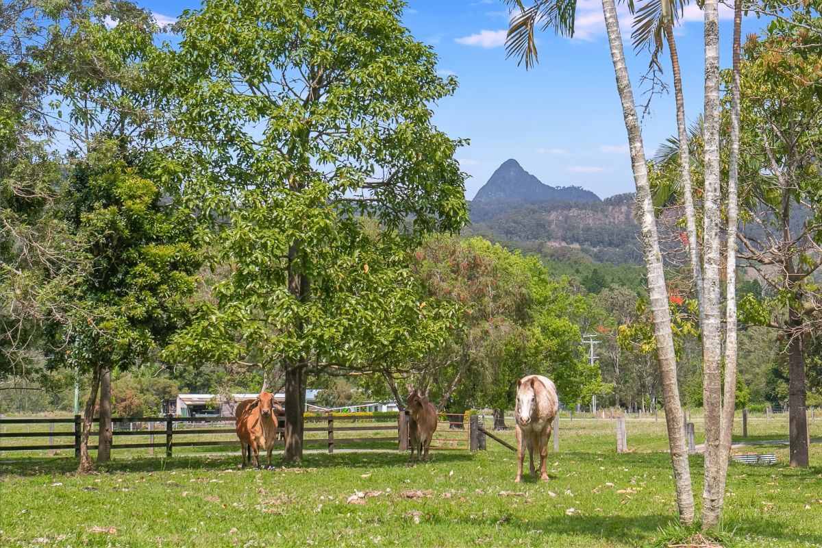 18 Everests Road, Eungella NSW 2484 House for Sale Domain
