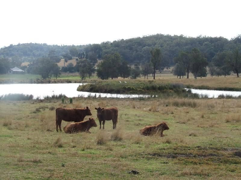 428 Jones Reserve Rd, Doyles Creek NSW 2330, Image 2