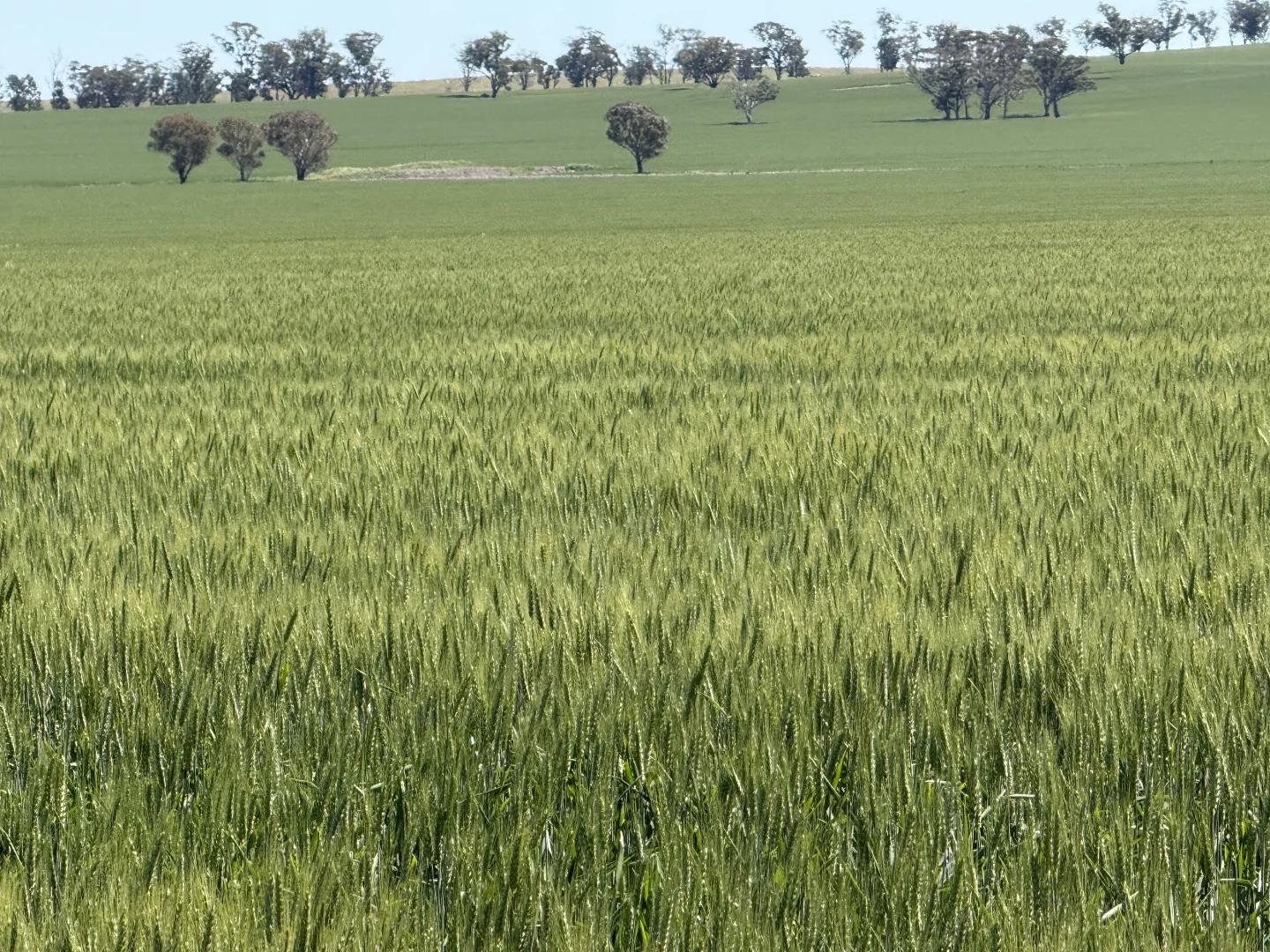 Image 15