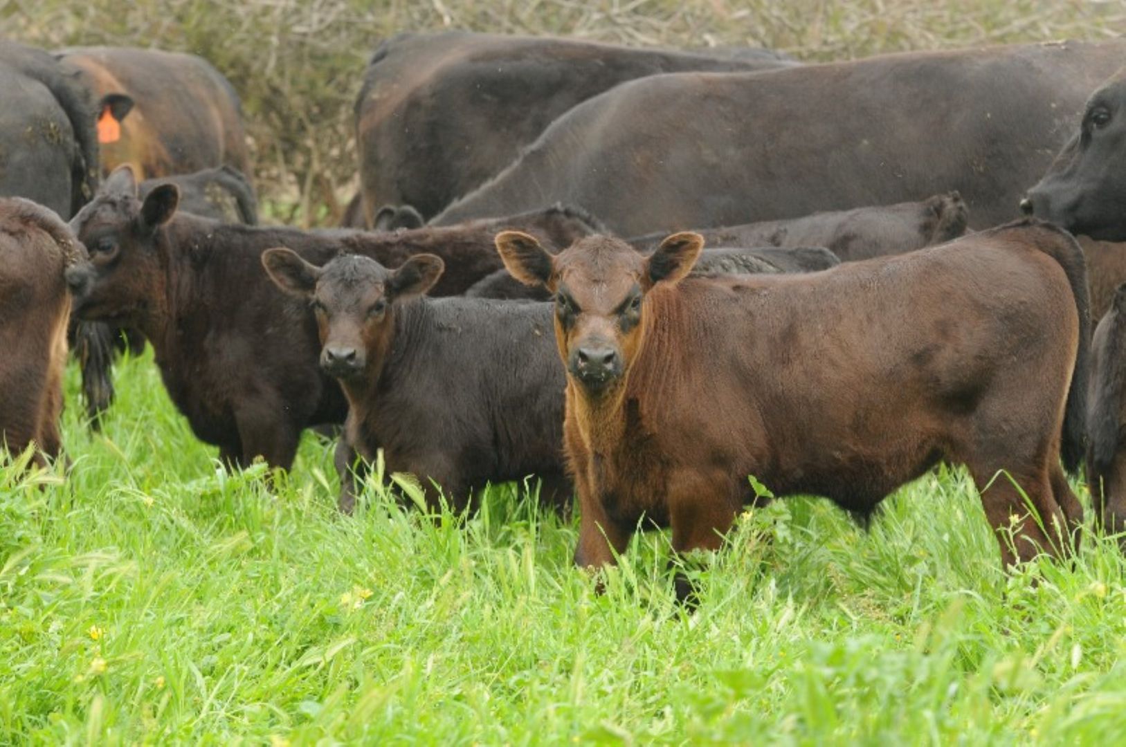 "Cumboogle" 6L Benelong Road, Dubbo NSW 2830, Image 2