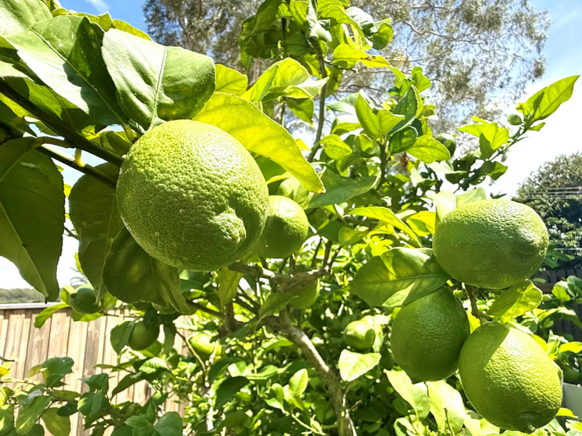 Additional image 20 of 61-63 Cabbage Tree Road, Bayview NSW 2104