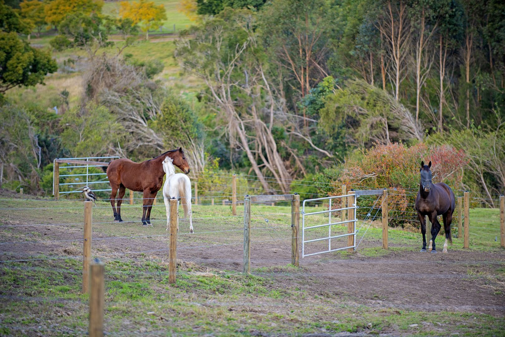 773 Beaudesert Beenleigh Road, Wolffdene QLD 4207, Image 1