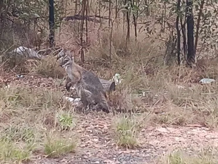 Additional image 6 of 872 South Road, Tara QLD 4421