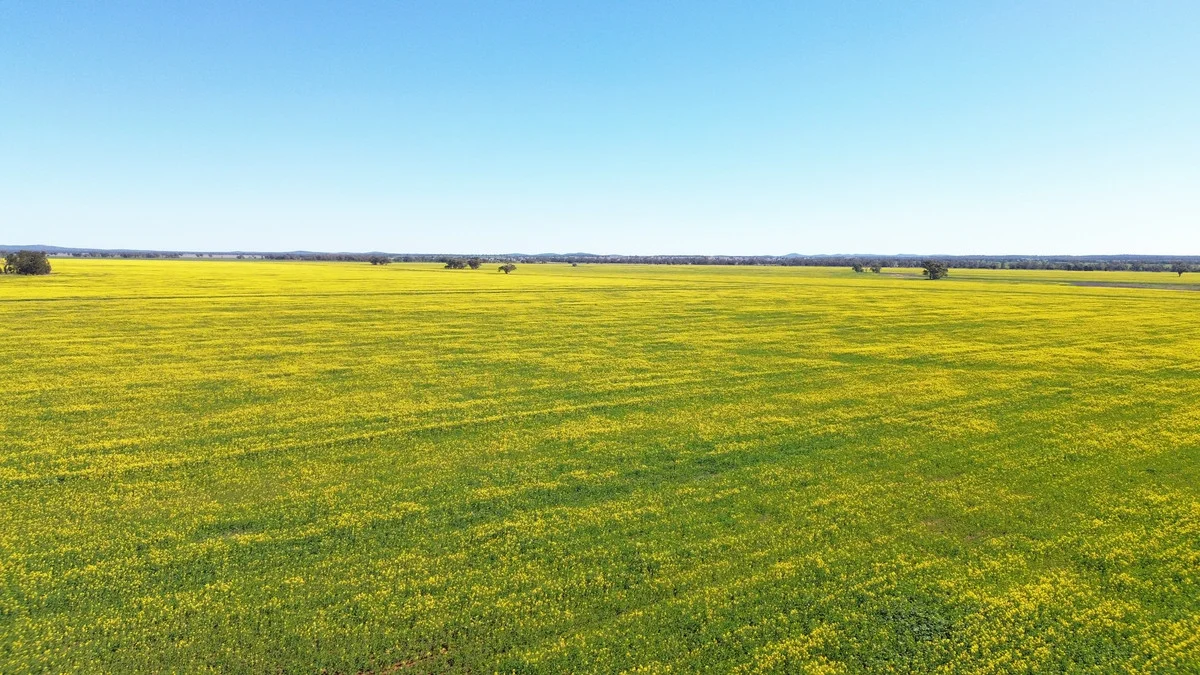 Image 15
