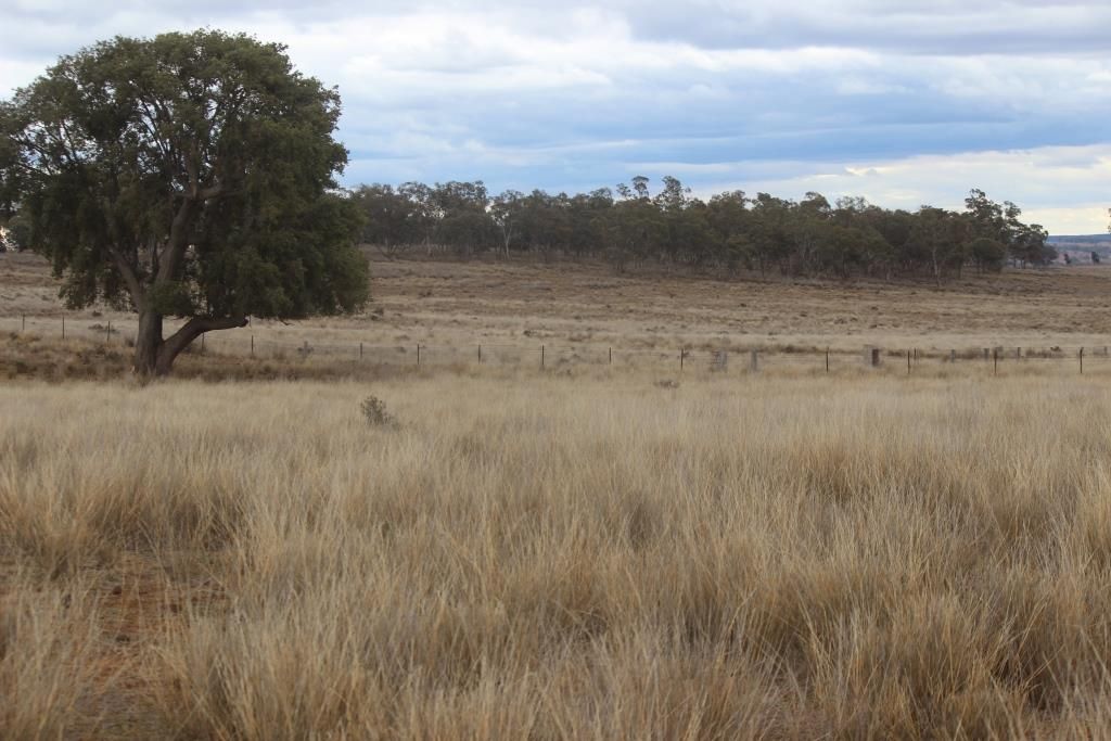 2807 Golden Highway, Dunedoo NSW 2844, Image 2