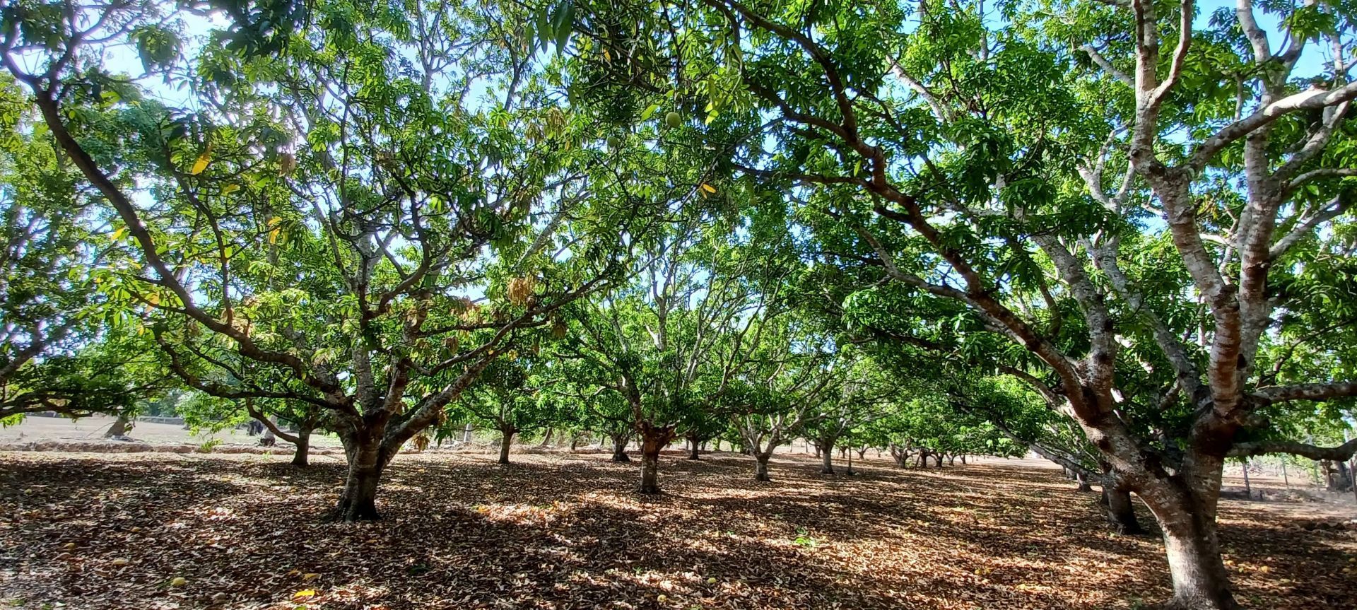 730 Miles Rd, Eva Valley NT 0822, Image 1