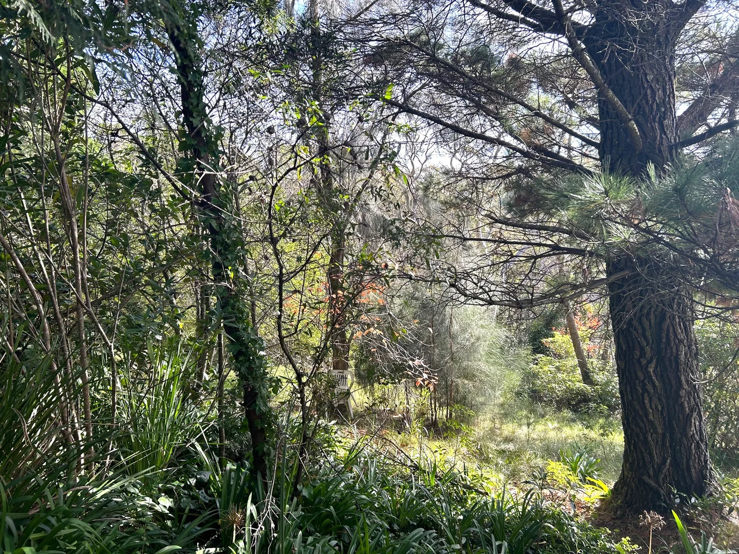 Additional image 18 of 6 Rawson Parade, Leura NSW 2780