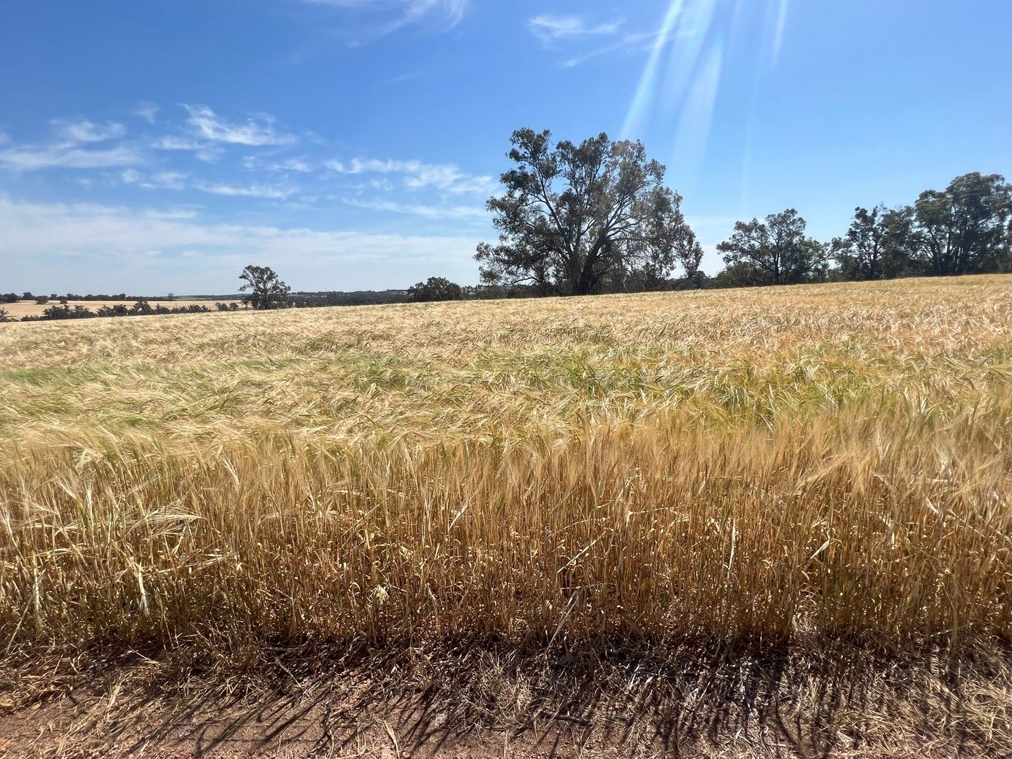 Rural in 266 Tetlow Road, CRANBROOK WA, 6321