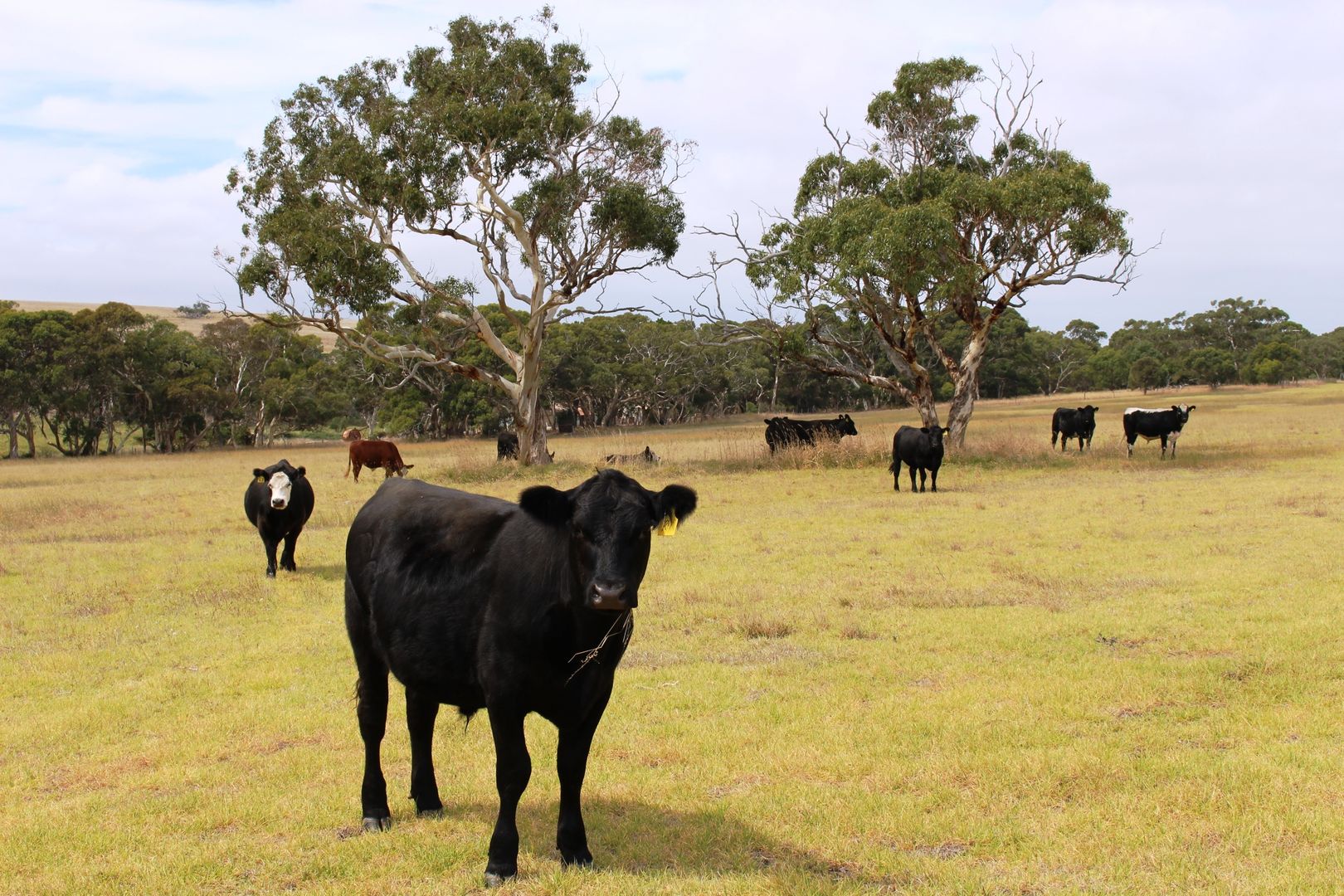 A103 Tugwell Road, Waitpinga SA 5211, Image 1