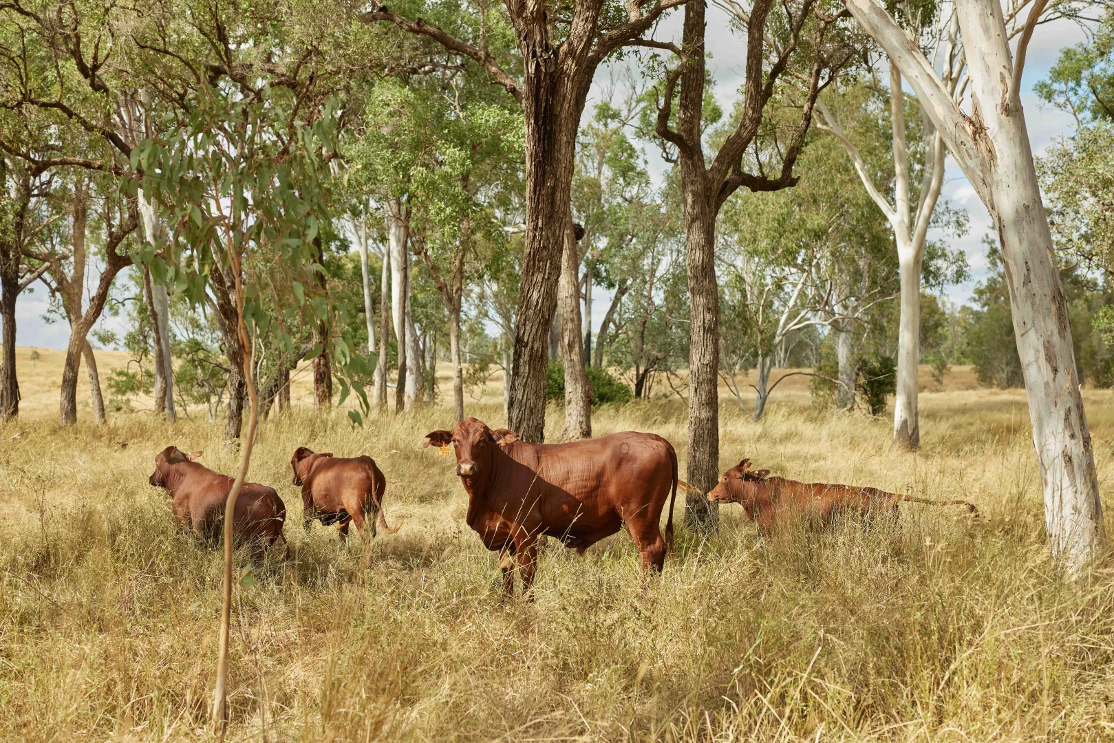 Additional image 18 of Proston QLD 4613