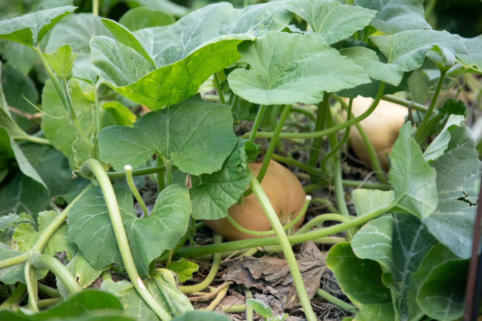 Additional image 31 of 5 Church Street, Balhannah SA 5242