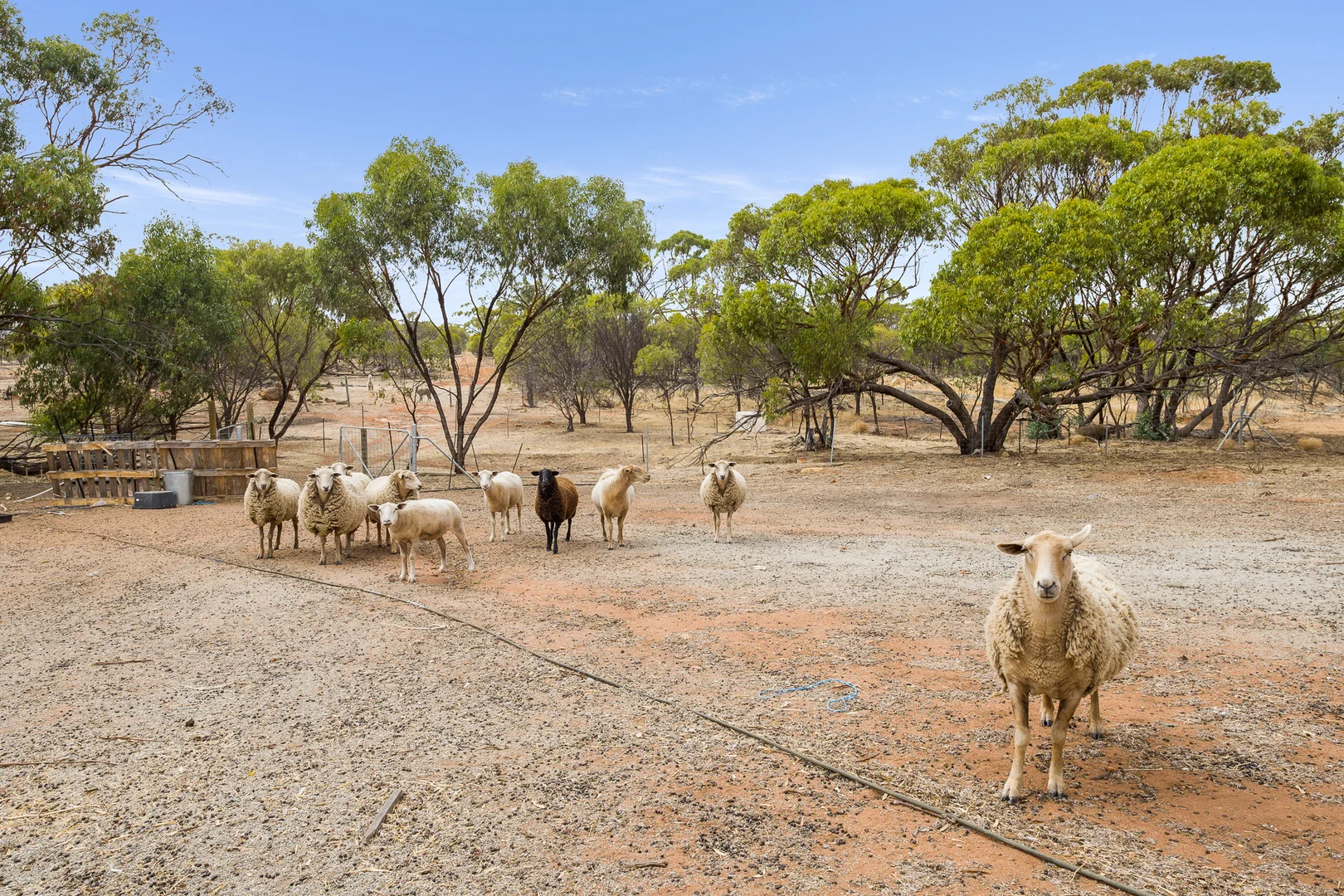 Additional image 24 of 21 York Gum Drive, Goomalling WA 6460