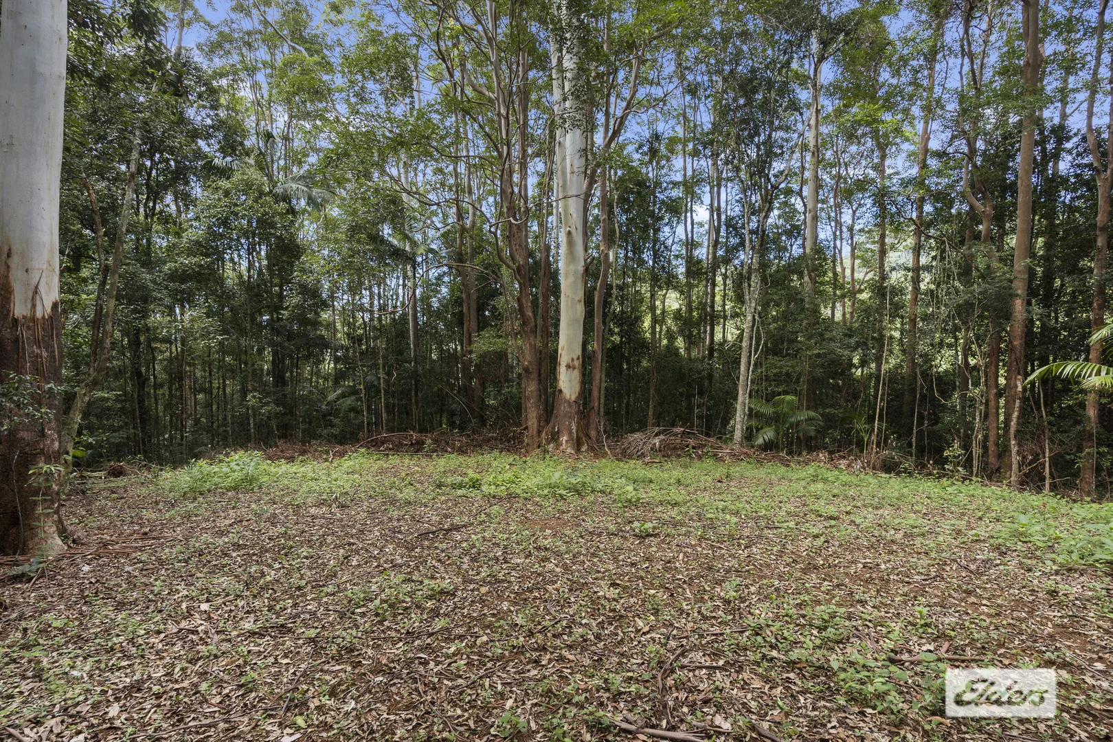 Additional image 16 of 374 Couchy Creek Road, Numinbah NSW 2484