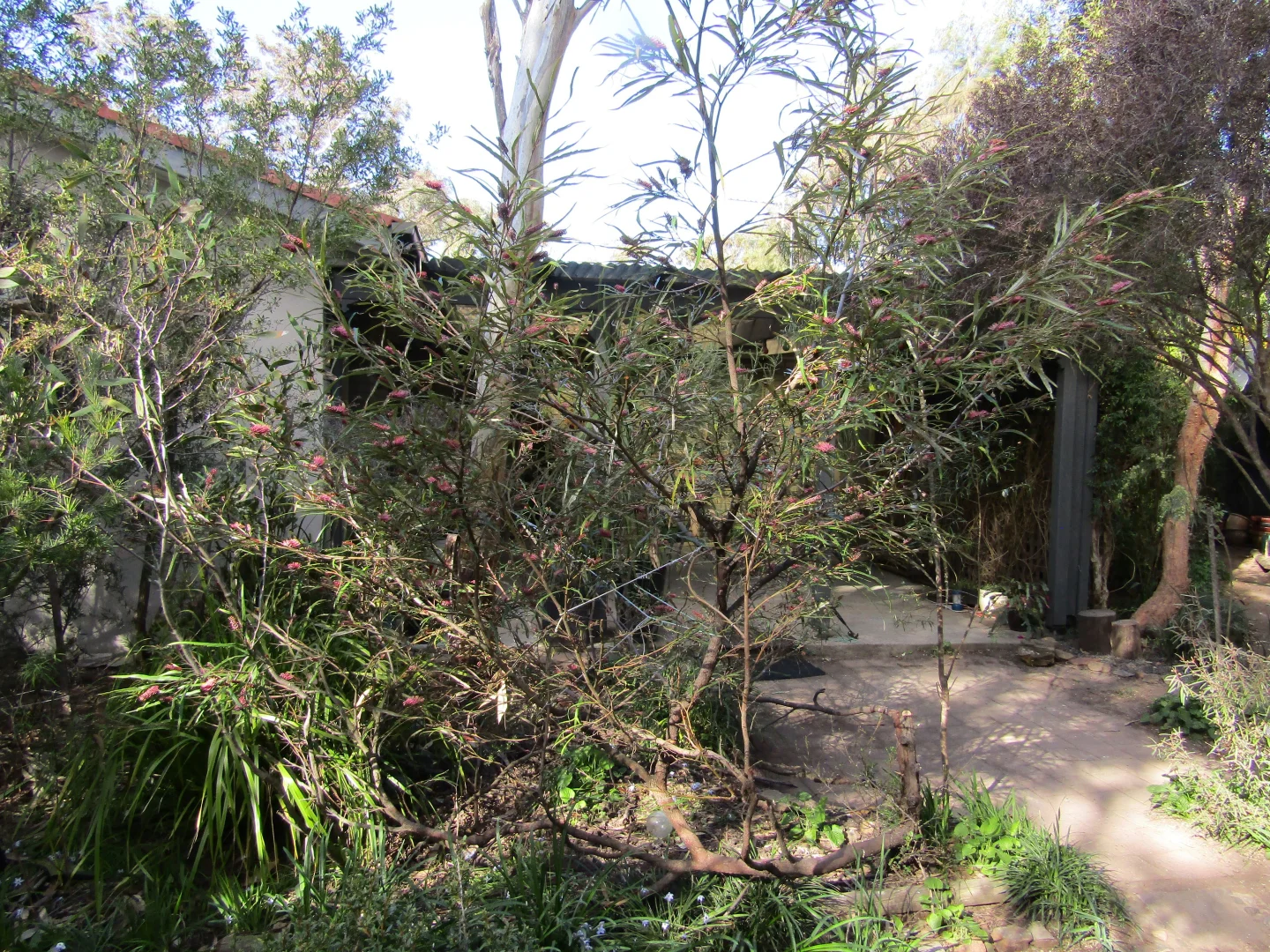 Additional image 24 of Calwell ACT 2905