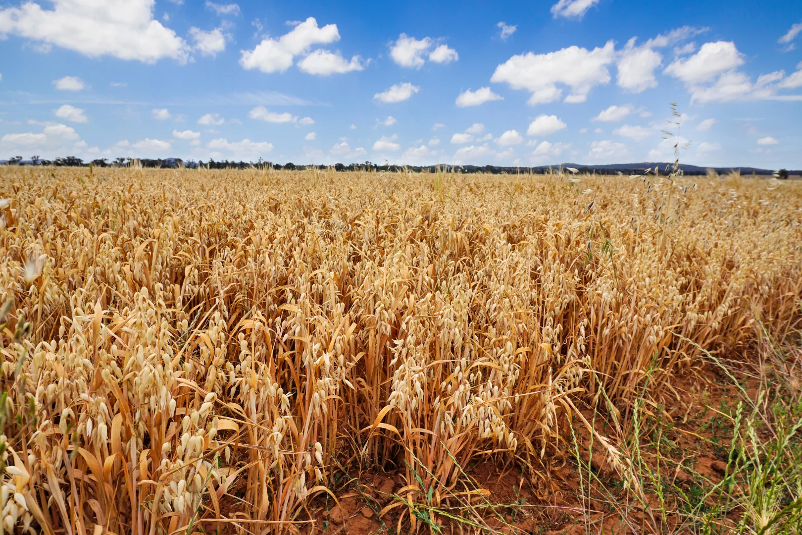 Additional image 10 of 'Werona' 904 North Yalgogrin Road, Tallimba NSW 2669