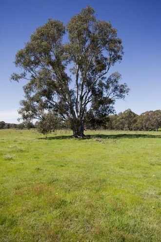 Lot 10 Northwood Court, Longlea Estate, Longlea VIC 3551, Image 2