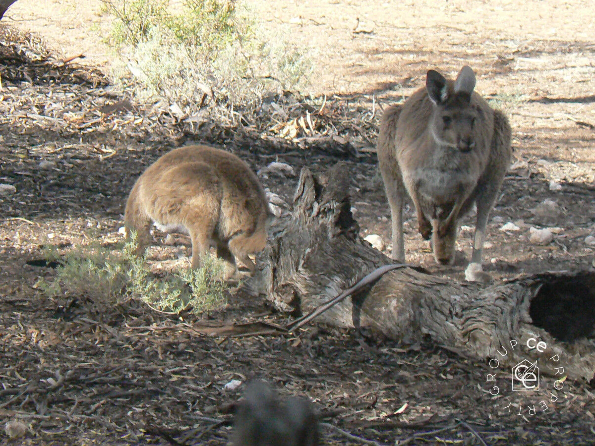 Additional image 31 of 385 Pipeline Road, Fisher SA 5354