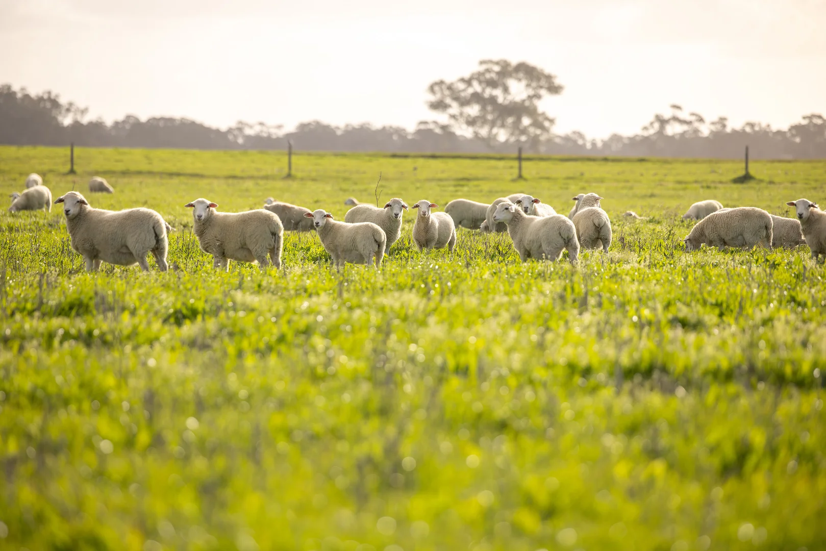 Additional image 16 of 546 Bool Lagoon West Road, Penola SA 5277