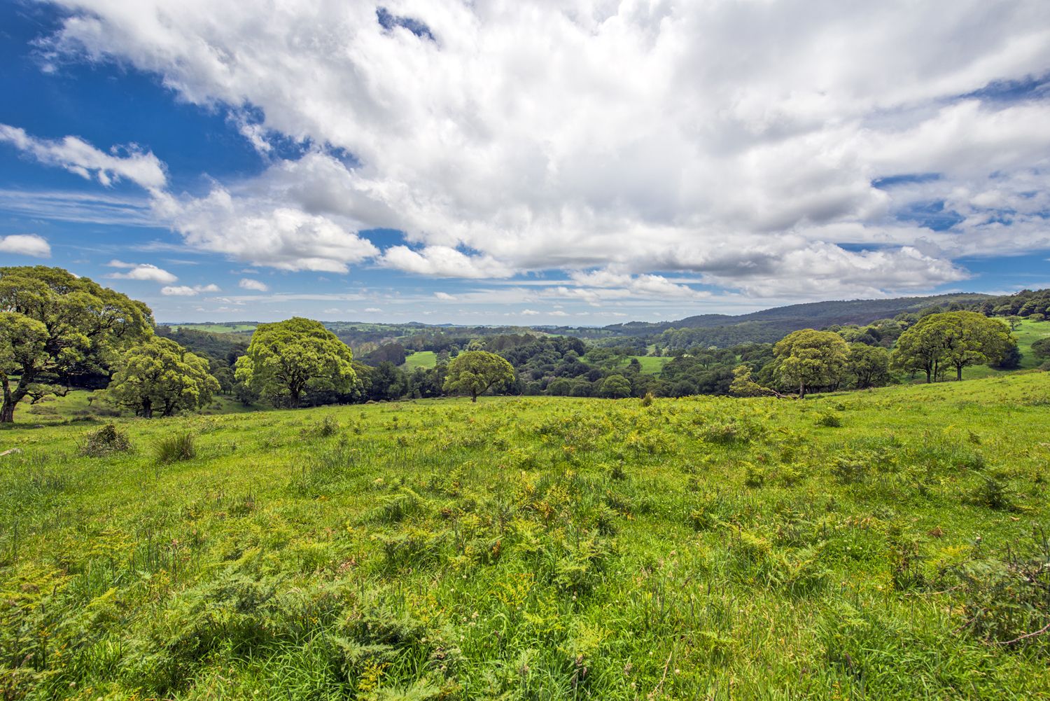 Lot 147 Redlands Road, Hernani, Dorrigo NSW 2453, Image 0