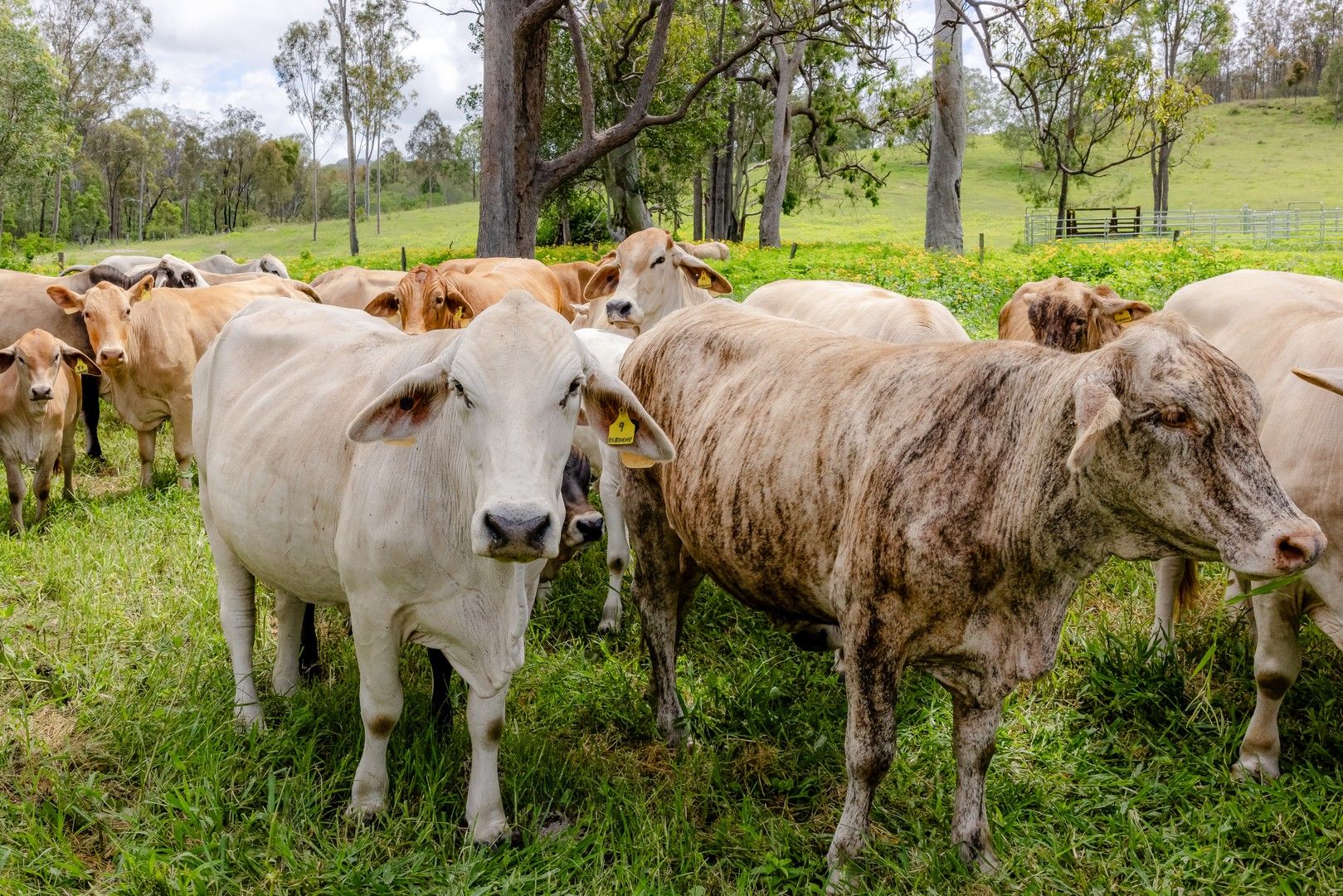 0 Tunnel Road, Wonbah QLD 4671, Image 0