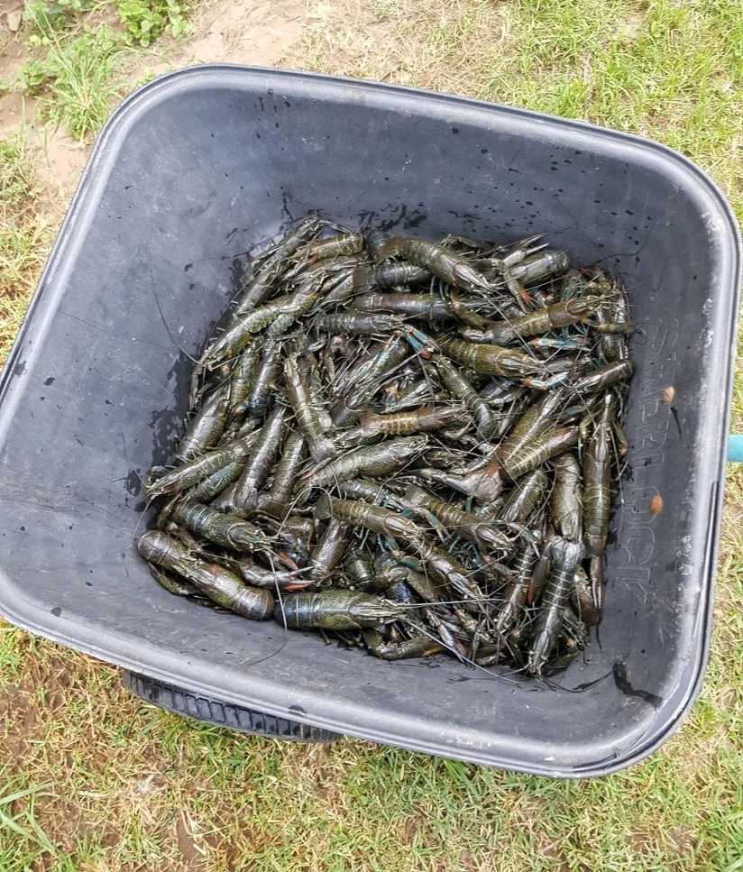 Additional image 12 of Oakenden QLD 4741