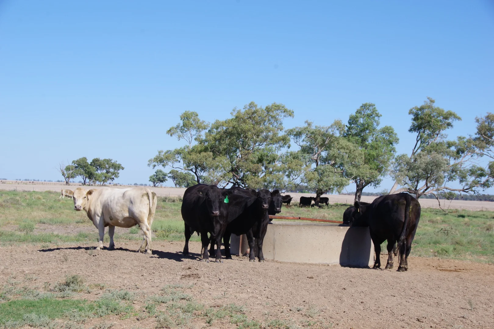 Additional image 37 of . Sunnyside Lane, Wee Waa NSW 2388