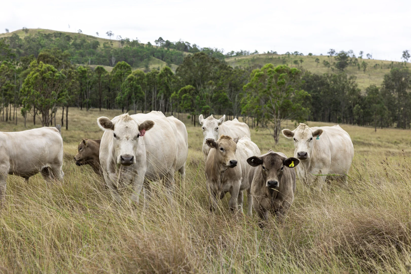 Additional image 7 of 2492 New England Highway, Cooyar QLD 4402