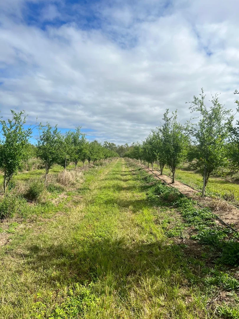 Additional image 21 of 440 Chewko Road, Mareeba QLD 4880