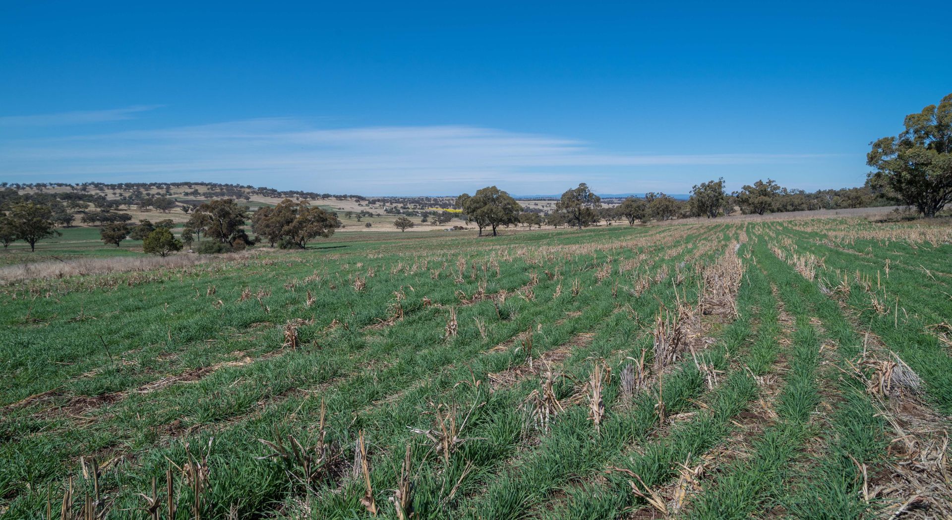 'East View' Racecourse Rd, Cassilis NSW 2329, Image 2