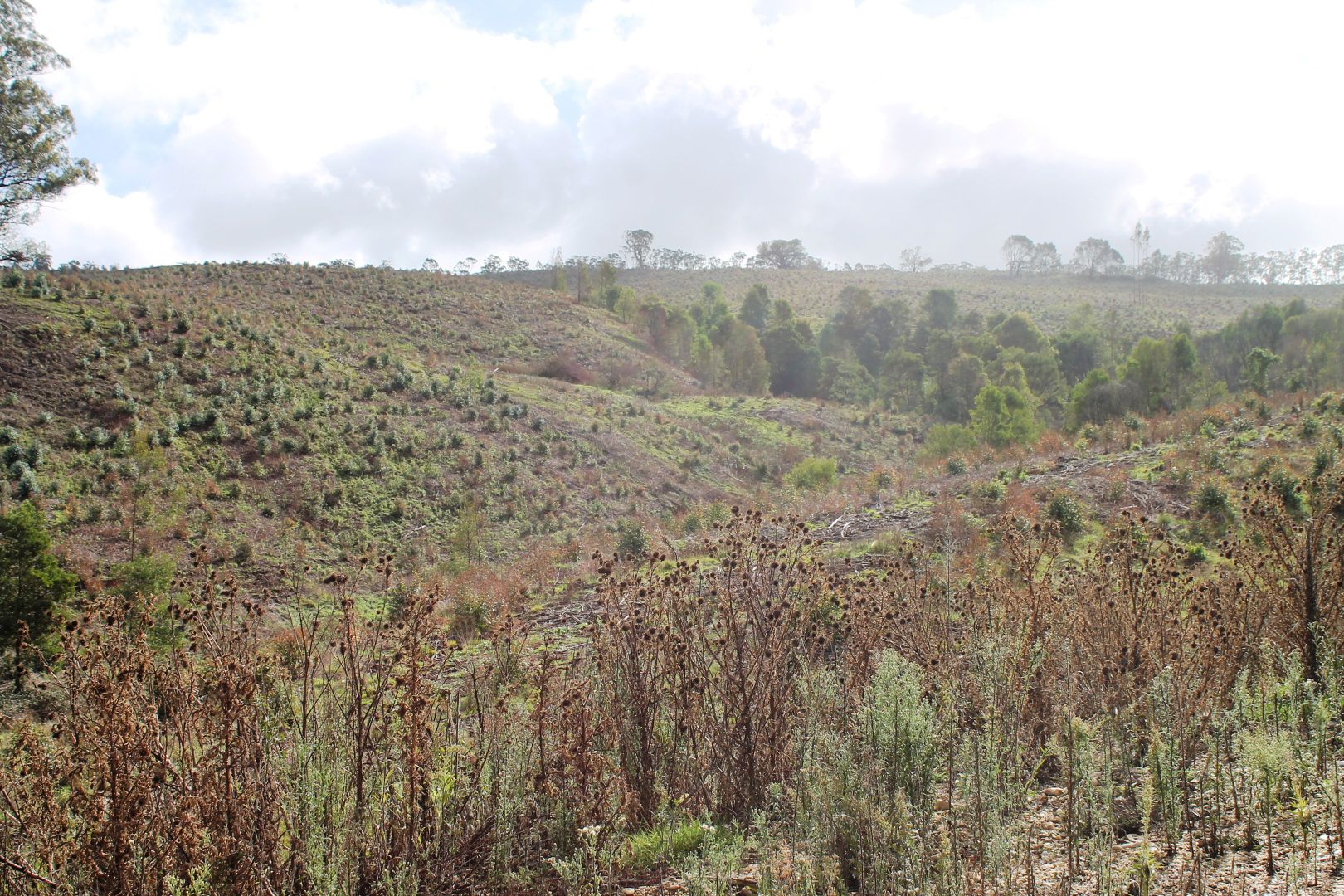 ' Rottenberry' 205 Carrajung Lower Road, Carrajung Lower VIC 3844, Image 2