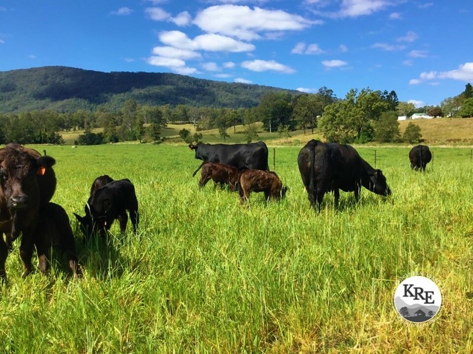 Lot 48 Back Creek Road, Kyogle NSW 2474, Image 0