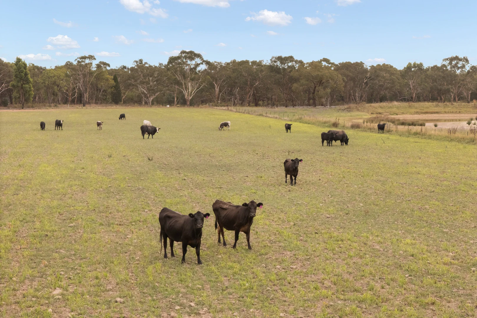 Additional image 9 of 35 Beryl Road, Gulgong NSW 2852