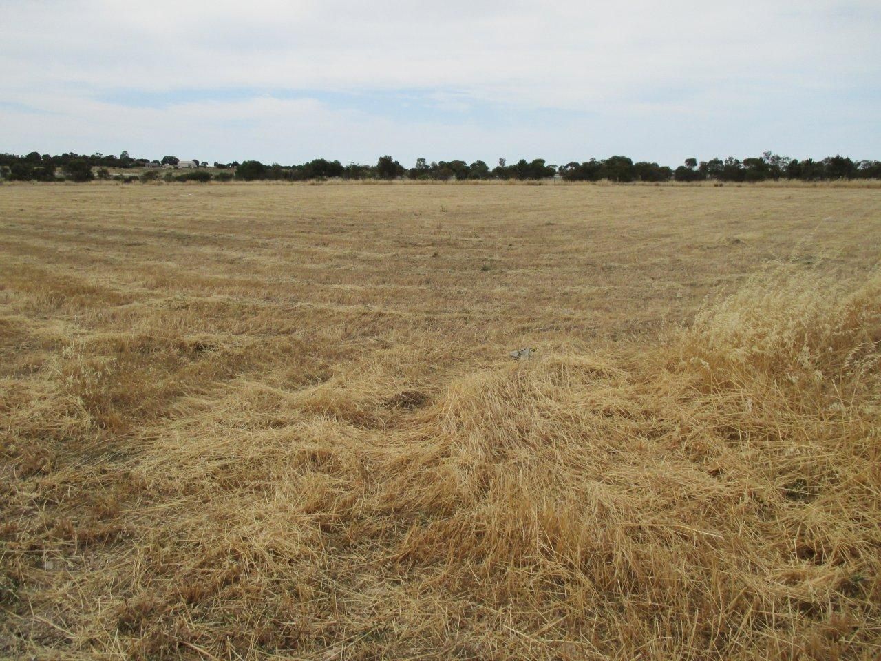 Lot 31 Big Olive Grove, Tailem Bend SA 5260, Image 2