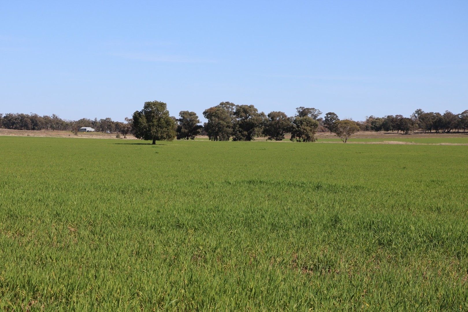 Back Trundle Road, Parkes NSW 2870, Image 0