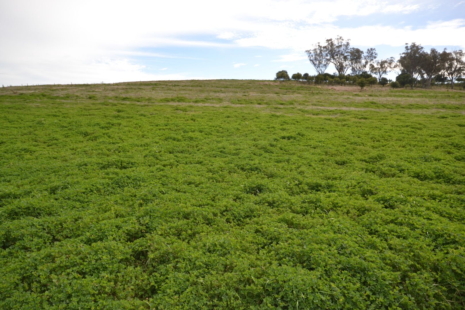 1550 Adams Scrub Road, Delungra NSW 2403 House for Sale Domain