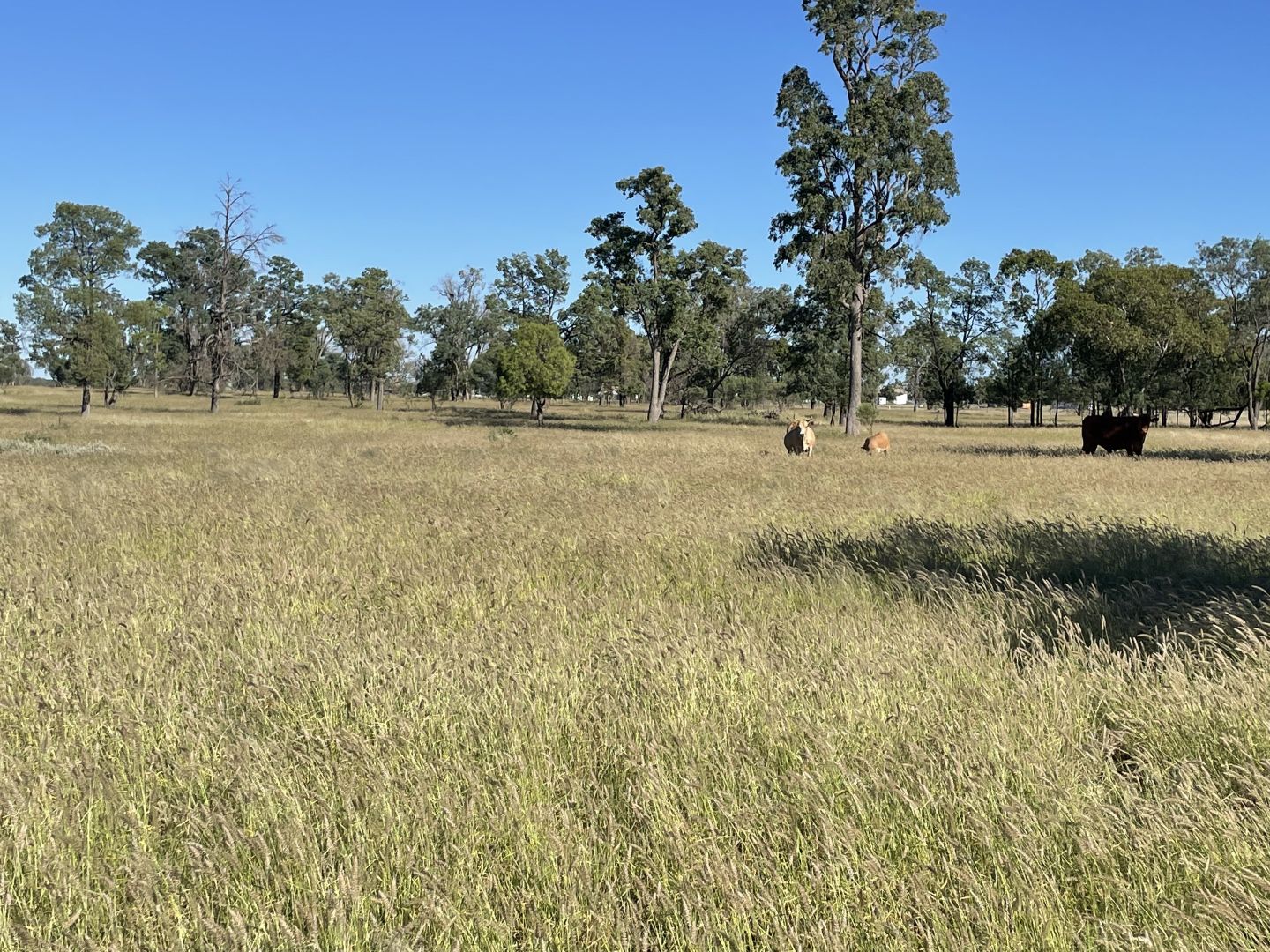 11569 Carnarvon Highway, St QLD 4487 Vacant Land for Sale