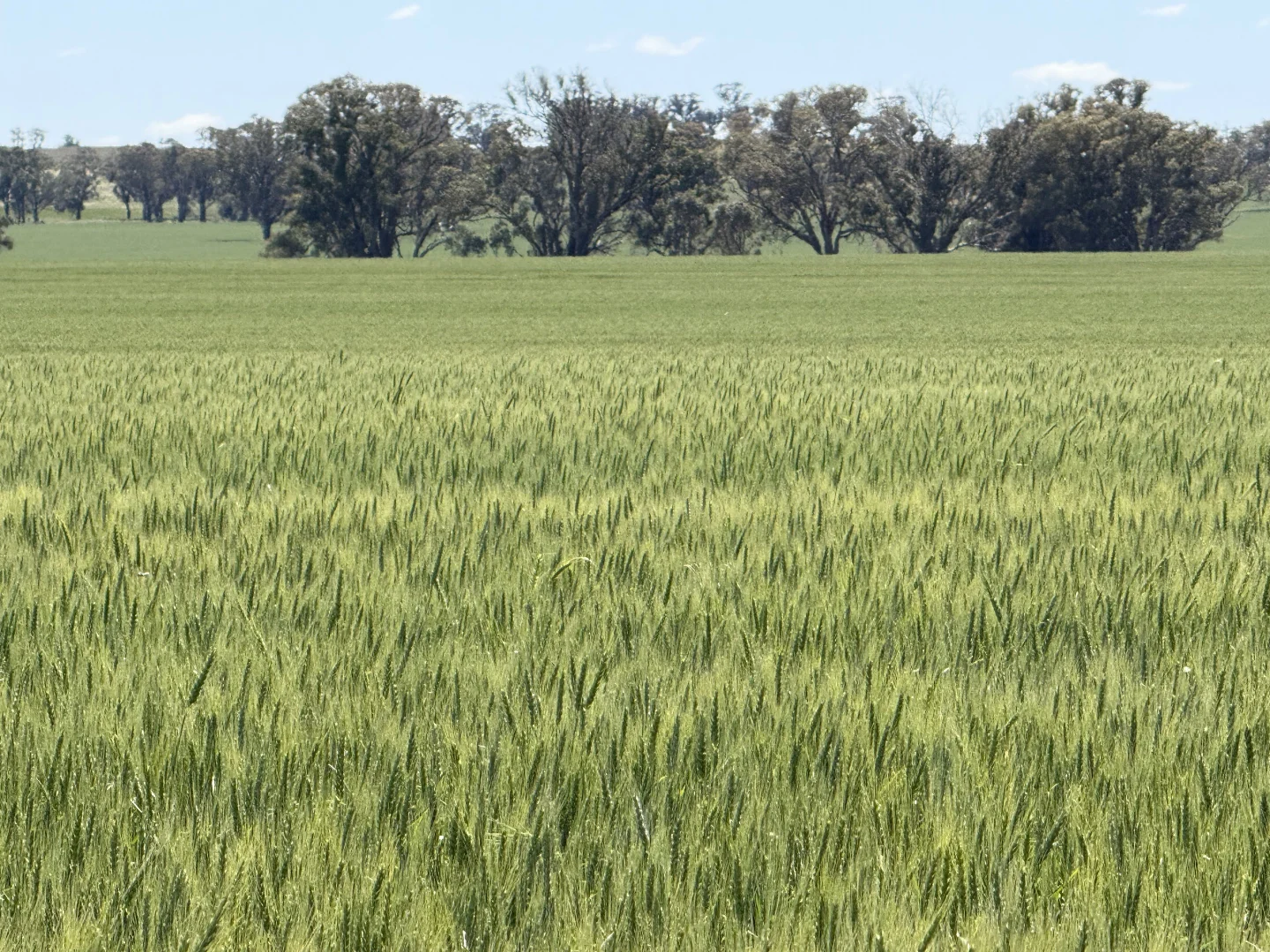 Image 13