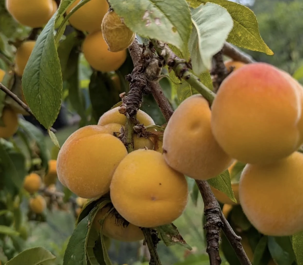 Additional image 30 of 286 Bald Hills Road, Bald Hills NSW 2549