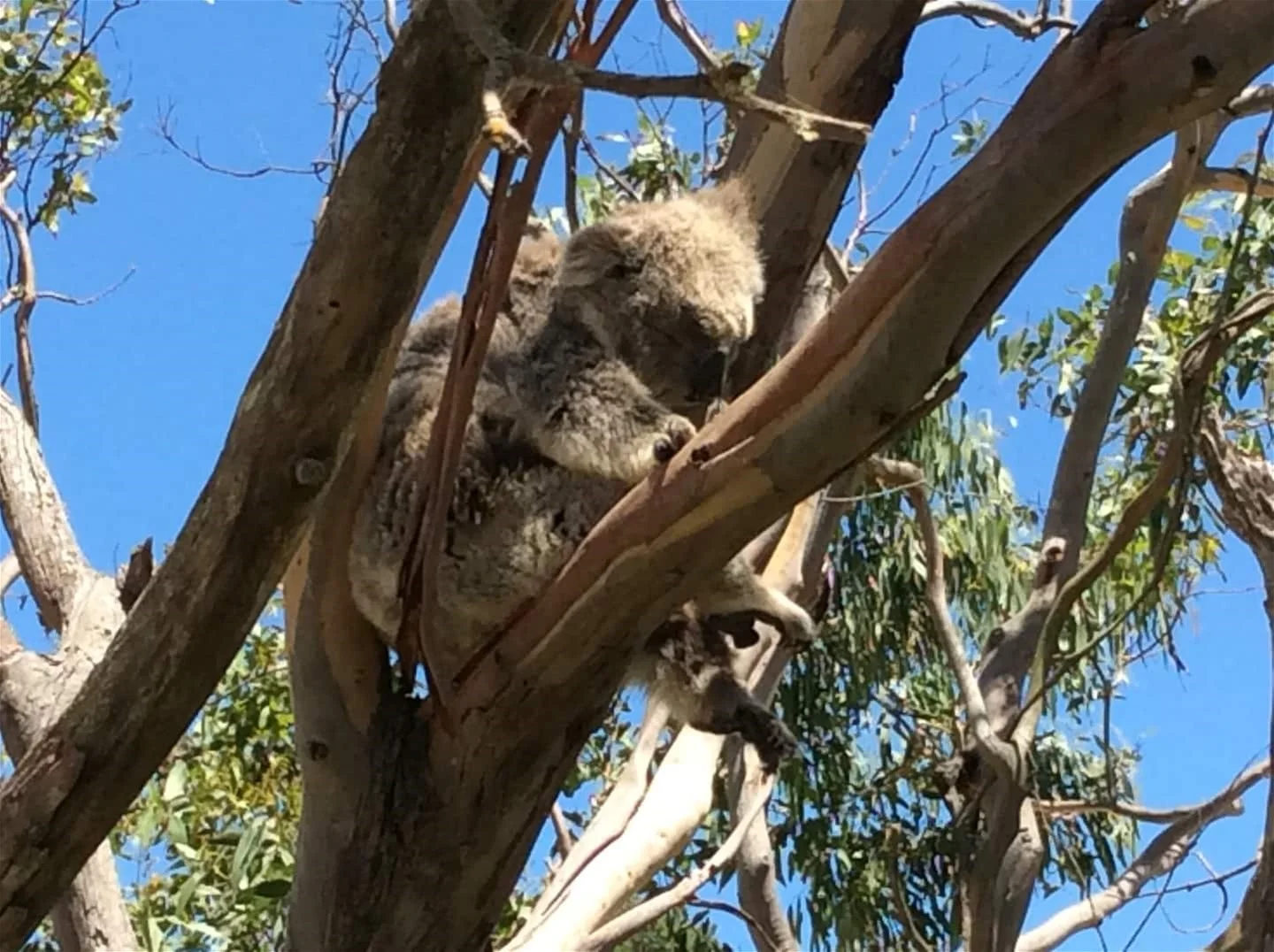 Additional image 18 of 5 Arnott St, Tarwin Lower VIC 3956