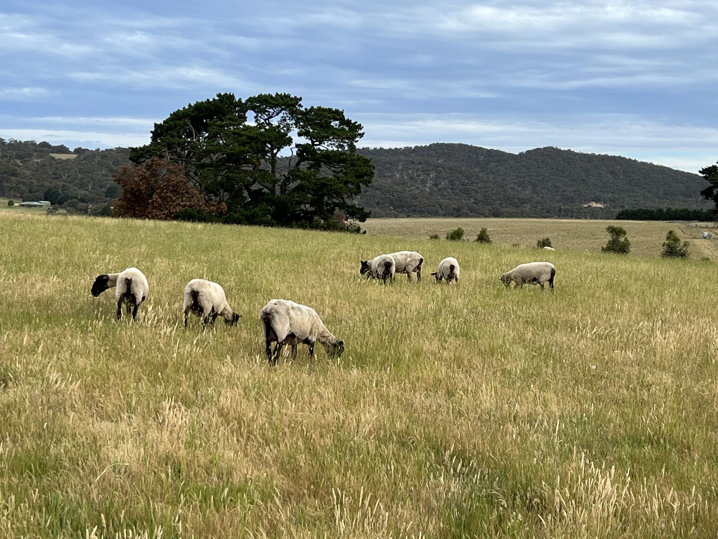 Lot 4 Grahams Road, Lancefield VIC 3435, Image 2