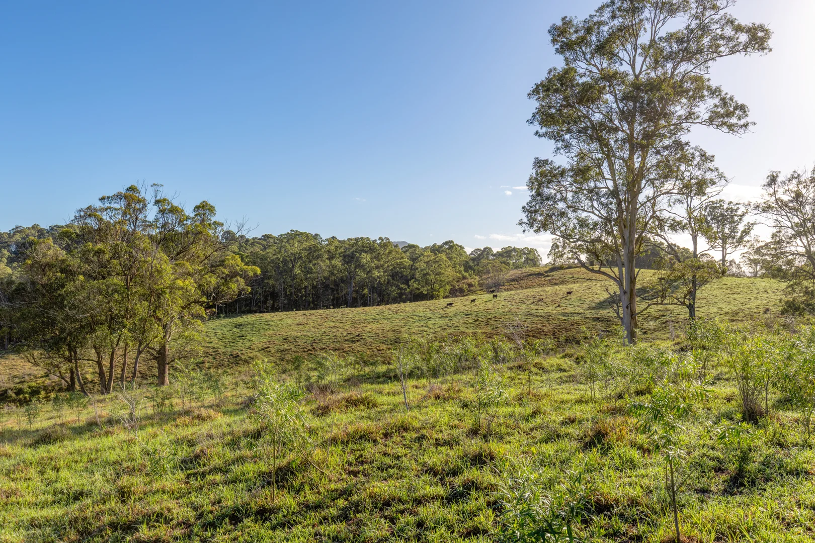 Additional image 15 of 2898 The Bucketts Way, Stroud NSW 2425