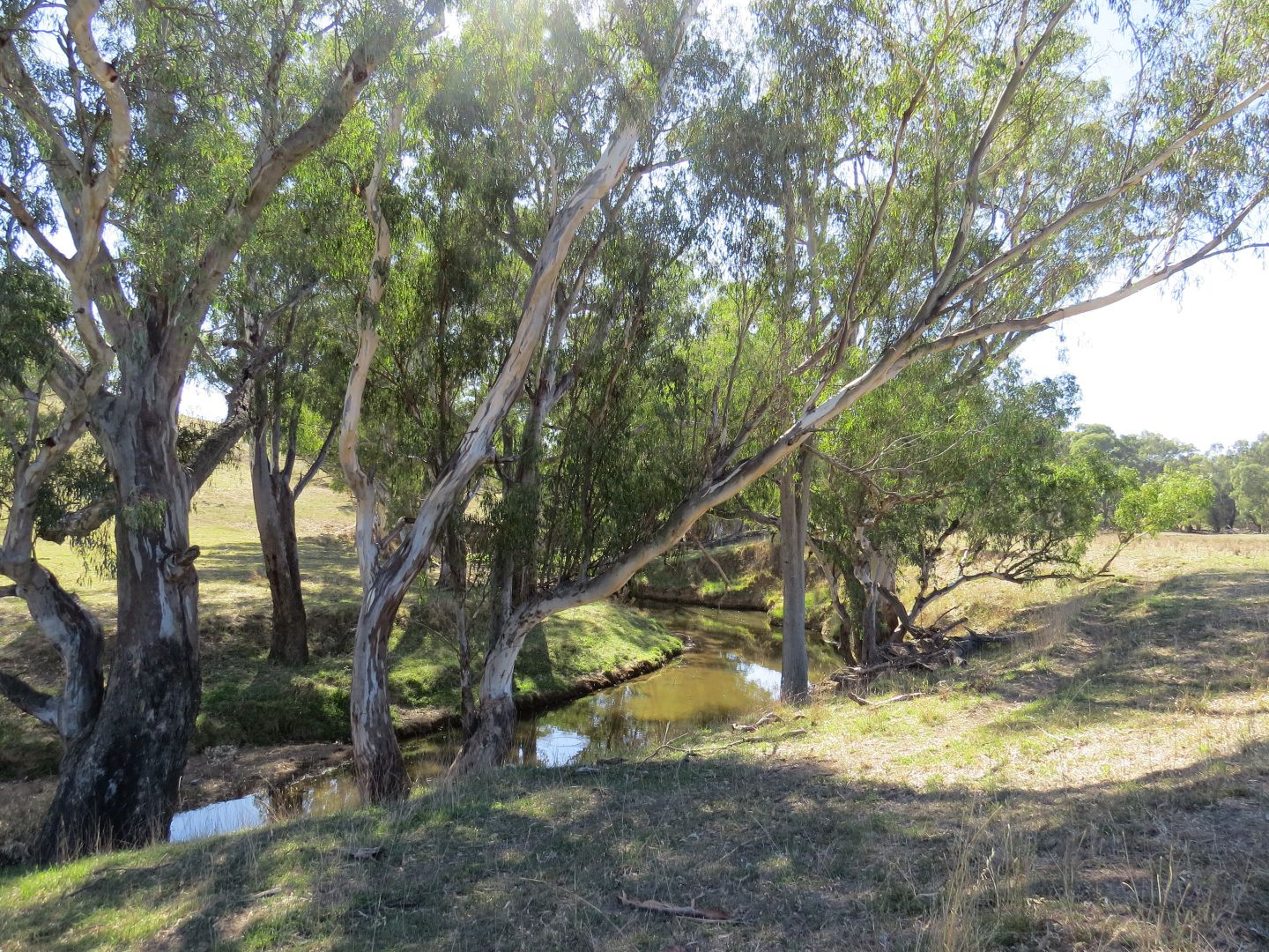 'Wooltop' Lachlan Valley Way, Cowra NSW 2794, Image 2