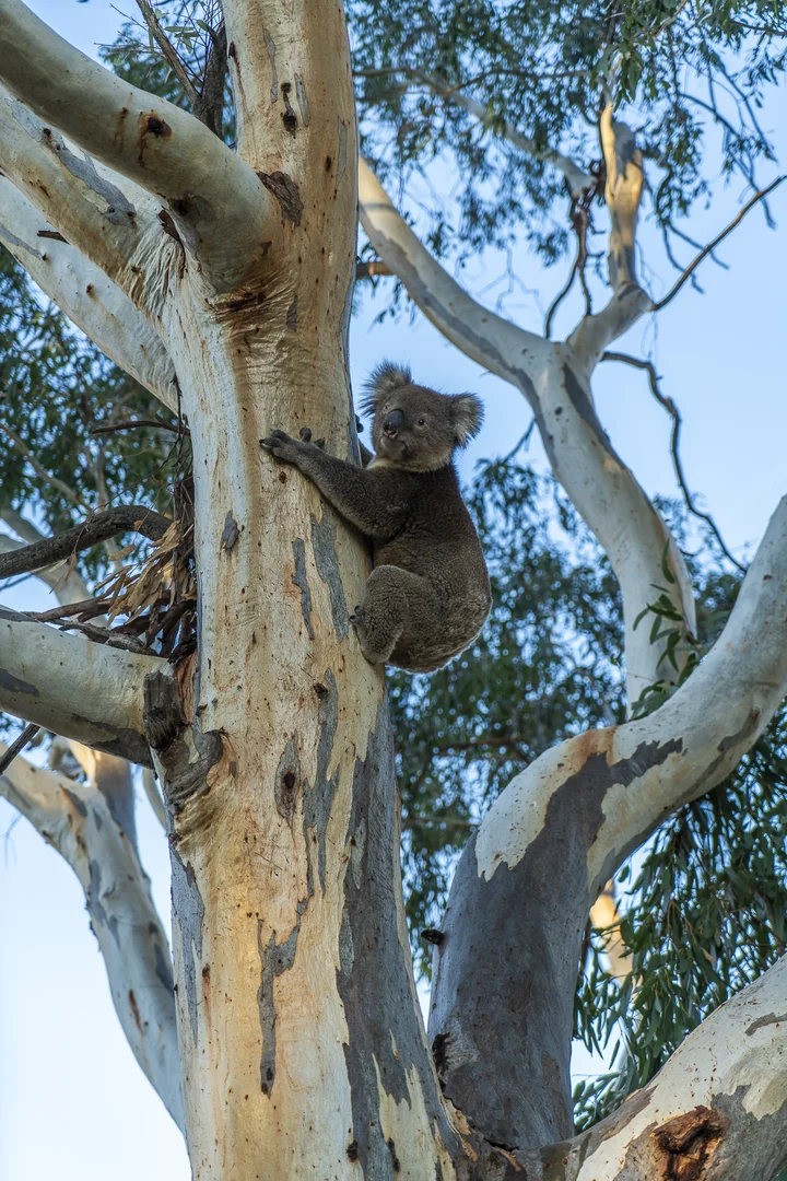 Additional image 43 of 610 Ulupna Bridge Road, Ulupna VIC 3641