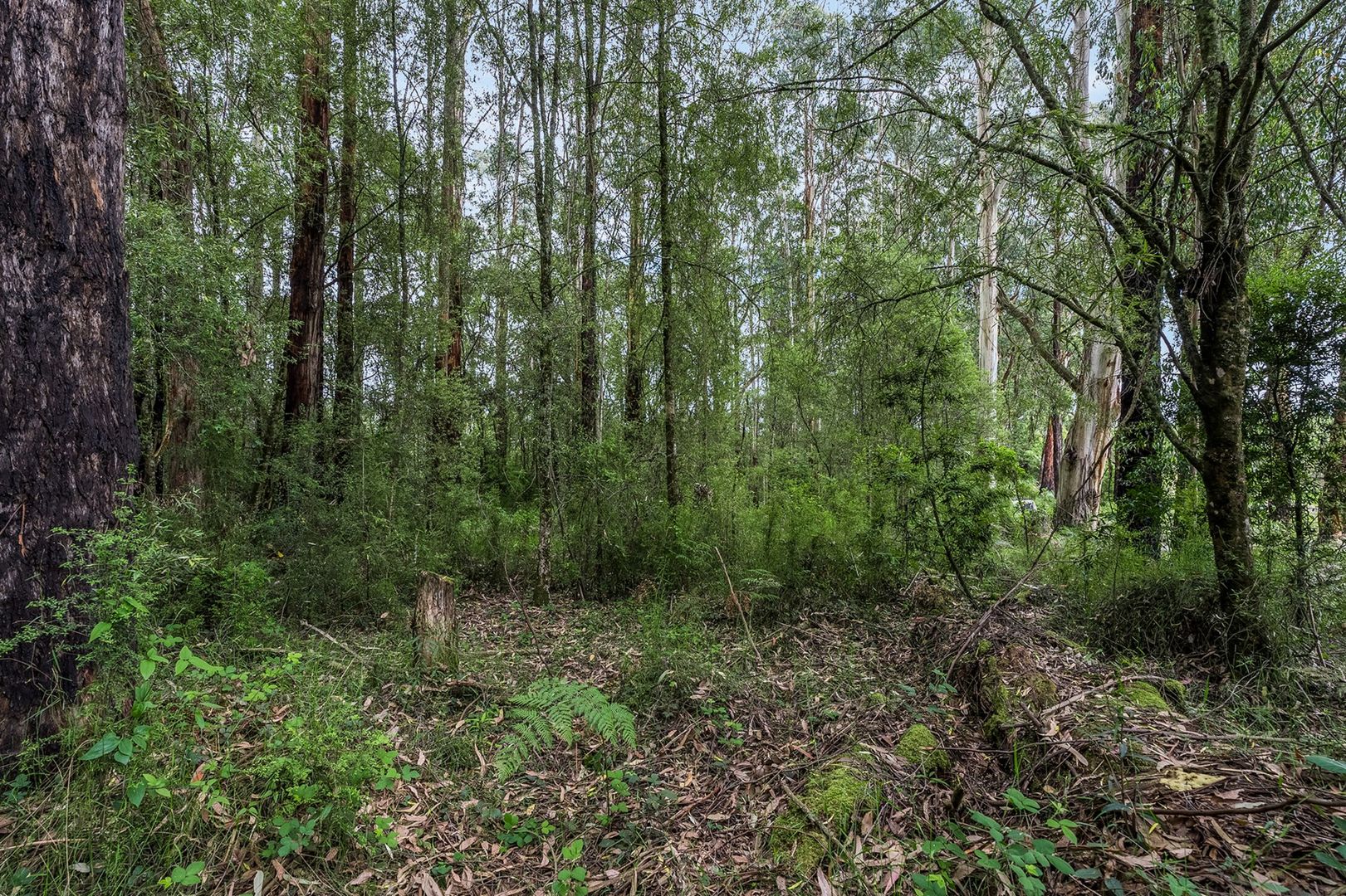 700 Old Beech Forest Road, Beech Forest VIC 3237, Image 1