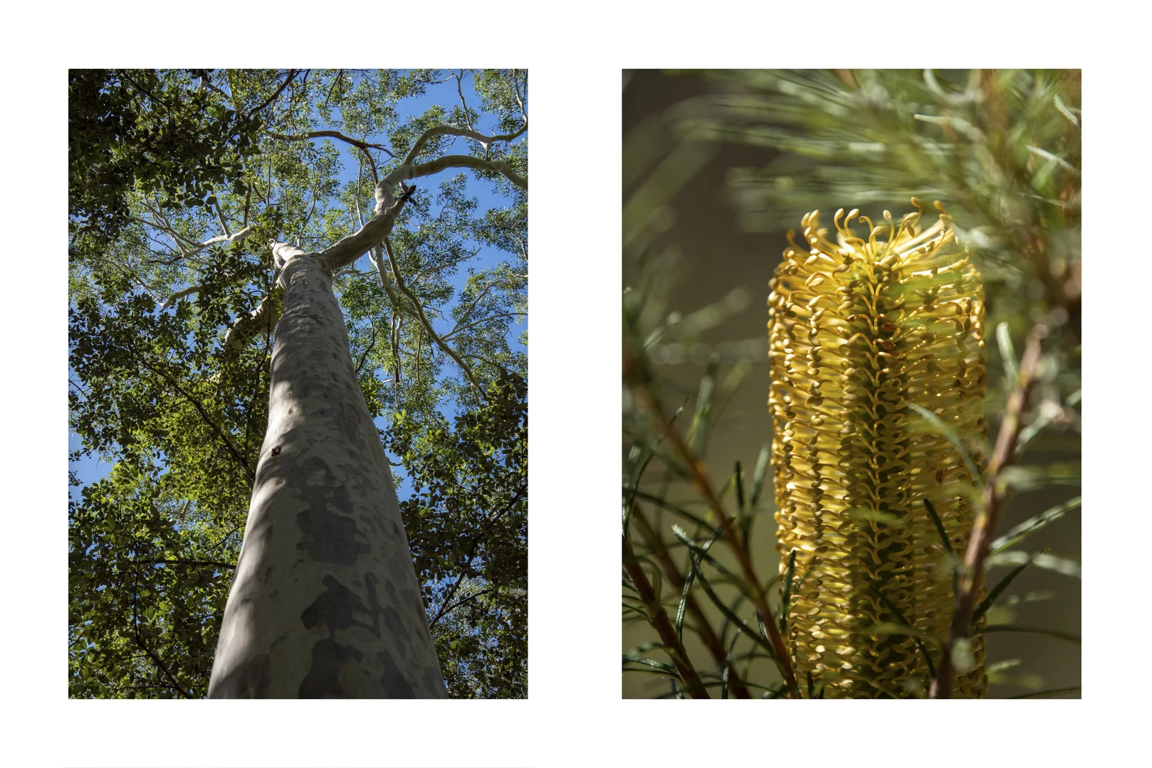 Additional image 21 of Lot 2 Parnell Road, Tomerong NSW 2540