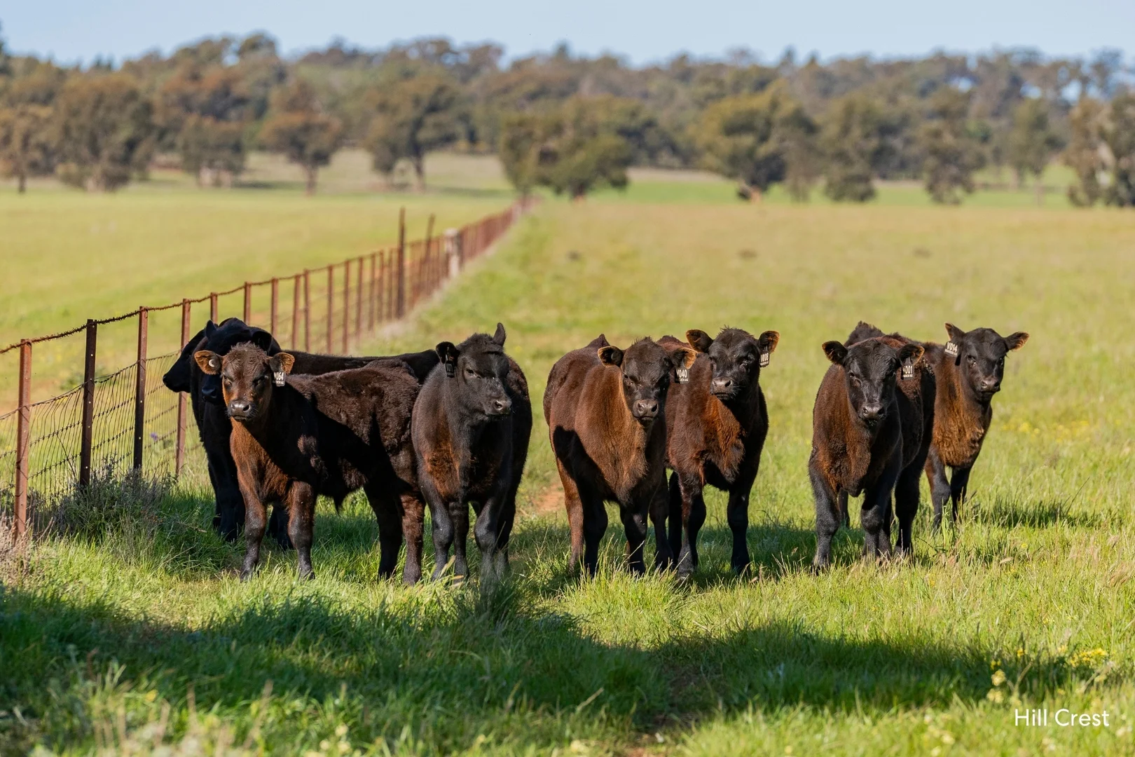 Additional image 9 of Kamarah Road, Narrandera NSW 2700