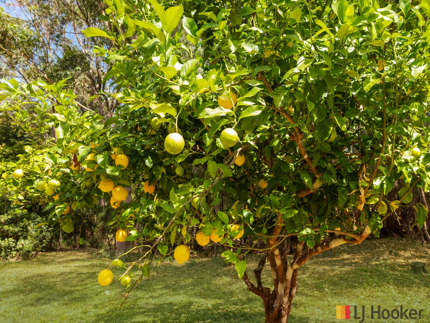 Additional image 32 of 342 Cullendulla Drive, Long Beach NSW 2536