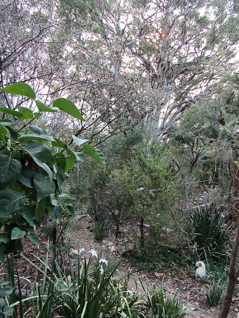 Additional image 32 of Calwell ACT 2905