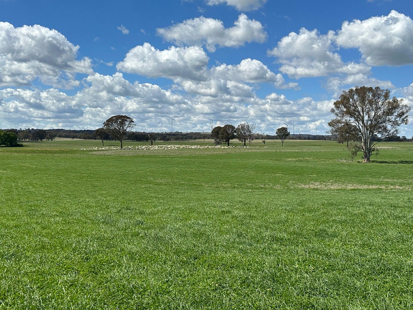 Ivanhoe Little Plains Road, Boorowa NSW 2586, Image 0